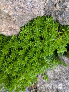 After the roots take hold, the plant wedges itself and begins to spread.