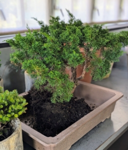 Junipers are a popular choice for bonsai trees. They are hardy, resilient, easy to prune, long lived, versatile, and once established, easy to maintain. It is the perfect choice for my next bonsai tree. In fact, do you know... the bonsai tree is the symbol of the Martha Stewart Center for Living at Mount Sinai Hospital? It was selected because the bonsai grows more beautiful and more valuable with age.