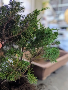 Junipers have small, blue-green, overlapping, scale-like prickly, and stiff needle-like leaves, which is great for creating a strong and striking bonsai tree.