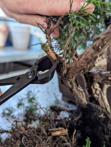 Using a combination of different shears, Ryan begins to shape and prune the juniper. One can use garden scissors, twig cutters, branch cutters, wire cutters, and gin pliers to shape the bonsai