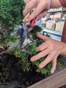 The key is to prune the roots and the foliage so the plant remains dwarfed.