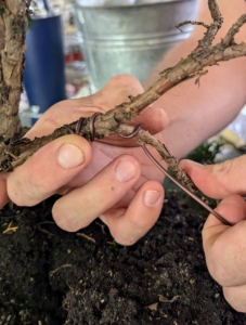 Using wire around branches can also guide them to grow in the desired shape.