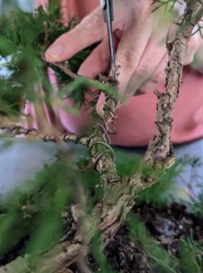 He carefully wraps the wire around the branch while it is bent to the desired angle.