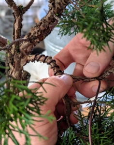 Wiring is a key technique for shaping bonsai trees, but it's important to use it correctly and monitor the tree closely during the growing season - be sure to remove the wires before it starts digging into the bark.