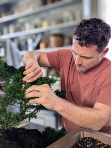 Ryan continues to trim off any excess growth, remove weak or crisscrossed branches, and any others that take away from the desired shape of the bonsai.