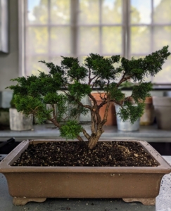 Here is the trimmed juniper bonsai. I think it will do very nicely in this pot.