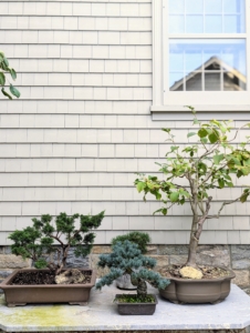 It joins two other bonsai trees where I can see it every day.