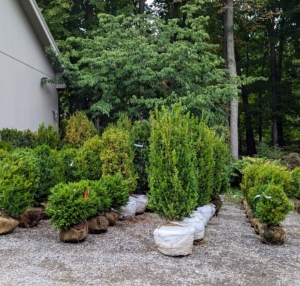 These boxwood shrubs are from Select Horticulture, Inc. in nearby Pound Ridge, New York. I knew I wanted to add more to that front garden bed. Designing a garden requires a lot of time and patience. It takes several seasons for plants to fully mature and for the garden to reach its full potential.