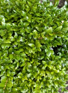 Buxus is a genus of about 70 species in the family Buxaceae. The boxes are native to western and southern Europe, southwest, southern and eastern Asia, Africa, Madagascar, northernmost South America, Central America, Mexico, and the Caribbean. Shrubs are slow-growing with dark green glossy leaves arranged opposite from each other, making pairs. Leaf shape depends on the variety; some are round while others are more elliptical.