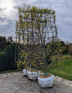 When I arrived home from a business trip and saw these handsome columnar hornbeams, I knew right away where I wanted two of them to go - on the east walls of two buildings down at my stable complex.