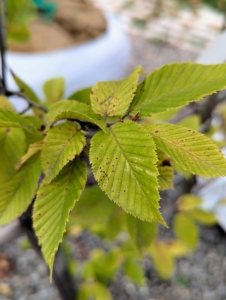 The leaves of the columnar hornbeam are green with sharply-toothed margins. They maintain their color and form throughout the growing season and then in the fall turn yellow, orange, and brown. These leaves have already started to change.