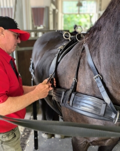 Anne spent some time in my stable going over how to properly attach the harnesses and carriage to the horses.