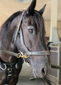 The Friesian is most often recognized by its bold black coat color. They have long, arched necks and well-chiseled, short-eared, “Spanish-type” heads. They also have powerful, sloping shoulders, compact, muscular bodies with strong hindquarters, and low-set tails.