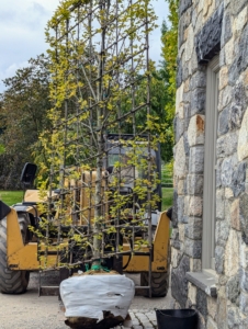 Our trusted Hi-Lo is used to transport one of the hornbeams to its new location. These columnar hornbeam grow to about 30 to 40 feet tall and 20 to 30 feet wide.