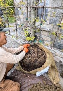 Chhiring begins to remove all the wire and burlap wrapping from the hornbeam's root ball.