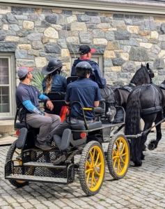 Friesian horses are excellent for pulling carriages because of their powerful trot, elegant appearance, and high-stepping gait.