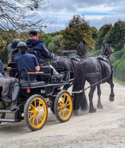 Horses also have a natural sense of direction and can memorize patterns easily, but it is crucial to train them with positive reinforcement to maintain trust and develop effective communication skills.