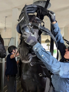 My stable manager, Helen Peparo, and Juan Londoño, take excellent care of all my horses and have their ultimate trust.