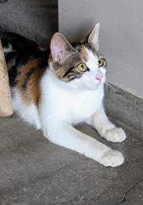 It was also a big treat for my stable kittens who watch everything with curiosity. Here is Cinco.