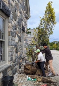 Slowly, the tree is moved into the hole. The crew rotates the tree into place and checks that it is straight. When moving heavy trees, only hold it by the base of the trunk or the root ball – never by its branches, which could easily break.