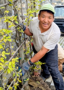 Phurba stands by to make any small adjustments. The tree must be perfectly centered on the wall.