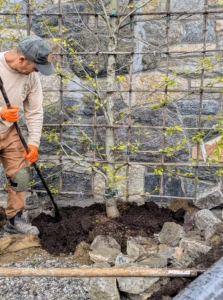 Chhiring tamps down thoroughly to remove any air pockets and to settle the soil.