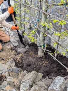 Once it is in the hole, Chhiring checks it several more times and makes tiny adjustments before returning some of the surrounding cobblestones and fresh compost made right here at the farm.