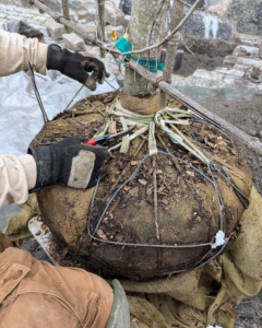 Wire baskets were designed to support the root ball during loading, shipping, and transplanting. Some cut the cages and leave them in the ground, but I prefer to remove them completely, so there is nothing blocking the growing roots.