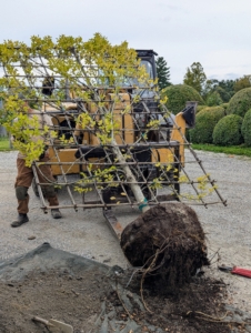 An identical hornbeam is planted against the exterior wall of my Stable Office.