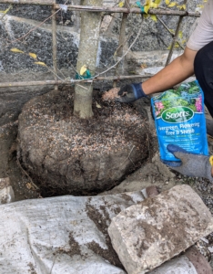 It is very important to feed the plants and trees. A generous amount of fertilizer is sprinkled around the tree and the surrounding soil. We use Scotts Evergreen, Flowering Tree & Shrub Continuous Release Plant Food.