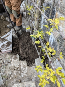 Remember, don’t plant it too deeply – leave it “bare to the flare.” I am so glad I can make nutrient rich compost here at the farm.