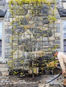 Finally, Chhiring gives the tree a good drink of water.