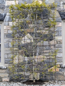 By late afternoon, both espalier hornbeams are planted, fed, and watered. There is a third espalier hornbeam... where do you think I should plant it?