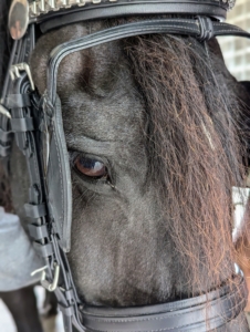 Blinders block surrounding views, so the horses can safely focus on pulling and not on all the other happenings at the farm.