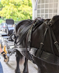 After a ride, the last pieces of equipment that were attached are the first pieces detached. The carriage, harnesses, lines, and collars are removed in a certain order - all for the comfort and safety of the horses.