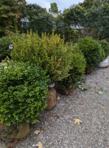 I moved a group of the boxwood in various sizes up to the garden - ones that would best fit the area when fully developed.