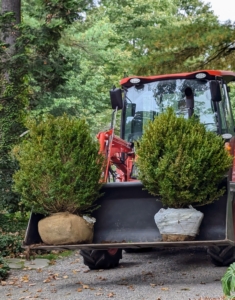 Boxwood shrubs can come in a variety of shapes, including rounded, upright, pyramidal, spreading, and conical. I am using a mix of shapes for this bed.