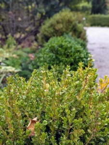 Among the varieties I'm planting - Buxus koreana, Buxus 'Green Velvet,' and Buxus sempervirens.