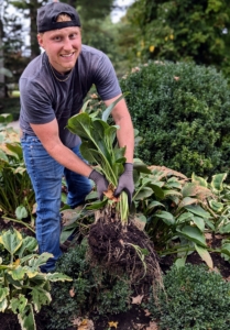 Meanwhile, my gardener Josh removes some of the hostas that are already planted, but don't worry, they will be planted in another garden where they will also thrive.