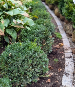 The boxwood border will remain and I think I will plant some Epimediums in front of it. Epimediums are long-lived and easy to grow and have such attractive and varying foliage.