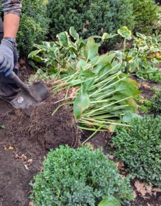 Large hostas, particularly those with more than two eyes can easily be divided. Phurba cuts this one into sections, so it can also be transplanted eslewhere.