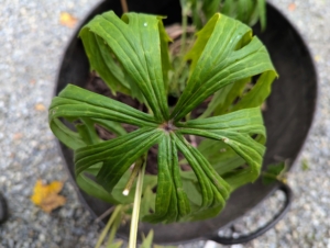 Other plants carefully removed for replanting include Syneilesis – a tough, drought-tolerant, easy-to-grow woodland garden perennial that prefers moist, well-drained, slightly acid soils. Over time, these plants form a sizable patch of green umbrella-shaped leaves. Mature foliage can be more than a foot across with deeply toothed, narrow leaves – it is really an interesting plant.