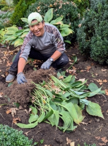 Phurba successfully divided this one in two. It will be moved to my giant hosta garden under the shade of my stately dawn redwoods behind my chicken yard.