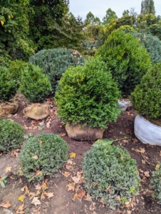 Boxwood has upright, naturally cone-shaped habits making them excellent for planting free-form or for a sculpted hedge or border. I use a lot of boxwood in my gardens.