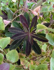 And leafy spurge, or Euphorbia, which does best in areas where it can get full sun.