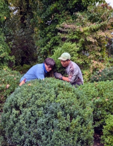 Cesar and Phurba move this taller boxwood into place. Always place the plants first before putting them into the ground to ensure they are in the best locations. Another tip is to look at the plant from afar and turn the specimen so its best side is facing out for guests to see.