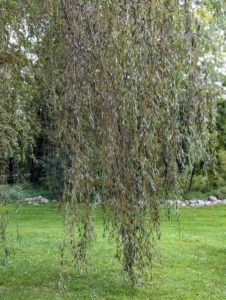 Their graceful branches “weep” into an arch, creating a round canopy.