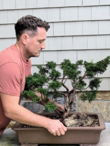 Juniper bonsai trees are best kept outdoors in bright locations with lots of sunlight. Ryan brings the juniper bonsai to a sturdy table outside my Winter House.