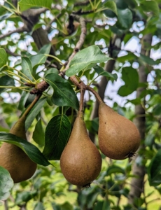 The other pears in my orchard are ‘Bartlett’, ‘Columbia’, ‘D’Amalis’, ‘Ginnybrook’, ‘McLaughlin’, ‘Nova’, ‘Patten’, ‘Seckel’, ‘Stacyville’, and ‘Washington State’.