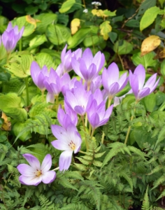 Colchicums are quite delicate but spread nicely in the autumn garden. Colchicum is a good pollen source for bees in fall when little else is available for them.